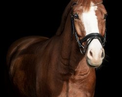 dressage horse Bodethal's Double Swifty (German Riding Pony, 2014, from Dornik-Double)