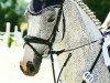 jumper Pialotta 78 (German Sport Horse, 2009, from Prinzregent)