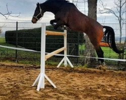 dressage horse Cedric 102 (Mecklenburg, 2015, from Cerousi)