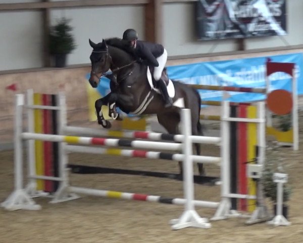 jumper Cyramo 3 (German Sport Horse, 2014, from Chacco Me Biolley)