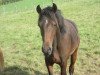 dressage horse Deniro RH (German Riding Pony, 2019, from Designed in Black AT)