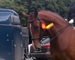 dressage horse Constentin (Holsteiner, 2008, from Cassini II)