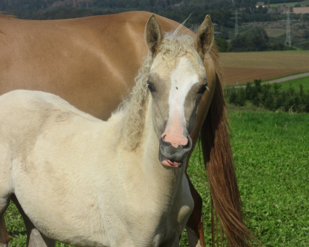 broodmare Diamonds Della RH (German Riding Pony, 2020, from Diamond Touch NRW)