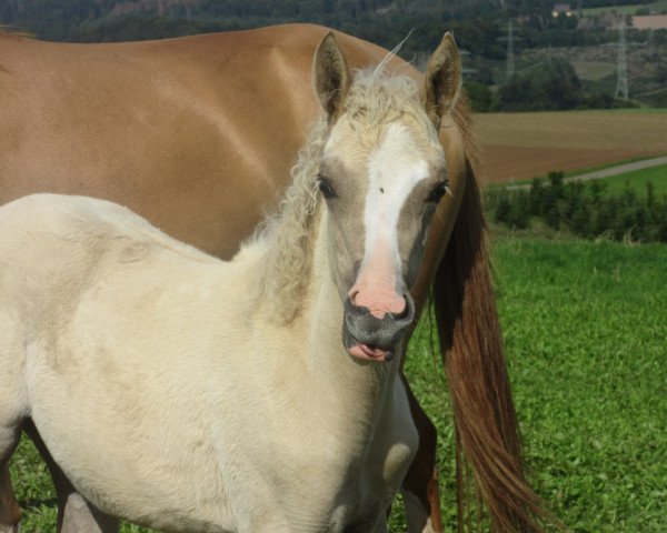 dressage horse Diamonds Della RH (German Riding Pony, 2020, from Diamond Touch NRW)