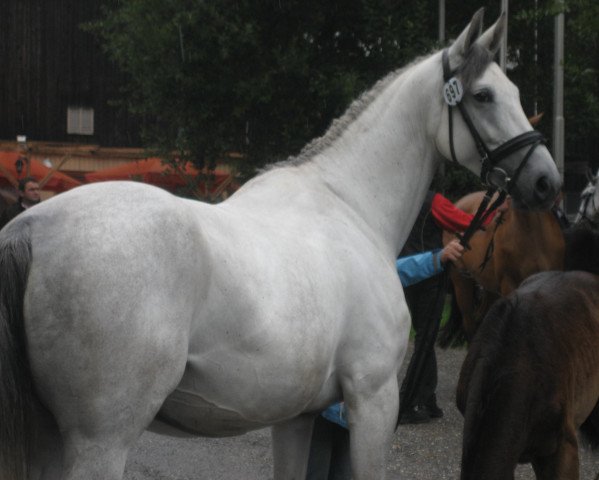 broodmare Santana 865 (Württemberger, 2003, from Samos)