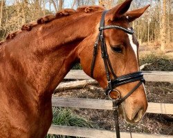 dressage horse Stute von Fürst Romancier/Belissimo (Oldenburg, 2016, from Fürst Romancier)