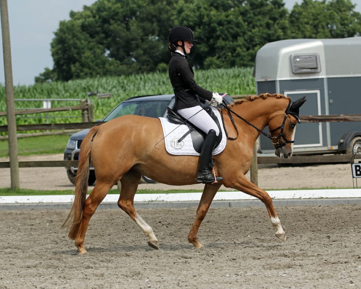 broodmare Melli's Jamy (German Riding Pony, 2015, from Dornik B)