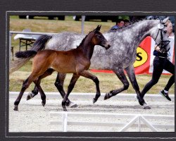 jumper Ciek on (Oldenburg show jumper, 2017, from Casiro I)