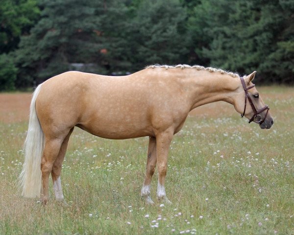 broodmare Melli's Jona Gold (German Riding Pony, 2017, from Golden West NRW)