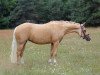 Zuchtstute Melli's Jona Gold (Deutsches Reitpony, 2017, von Golden West NRW)