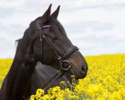 Springpferd Spirit's Hot Brownie (Zweibrücker, 2011, von Spirit of Colour)