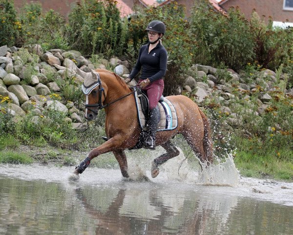 dressage horse Melli's Di Santo (German Riding Pony, 2015, from Dornik B)