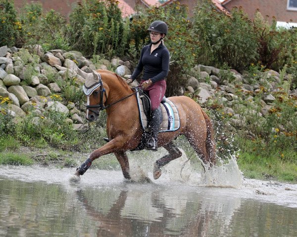 Dressurpferd Melli's Di Santo (Deutsches Reitpony, 2015, von Dornik B)