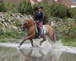 dressage horse Melli's Di Santo (German Riding Pony, 2015, from Dornik B)