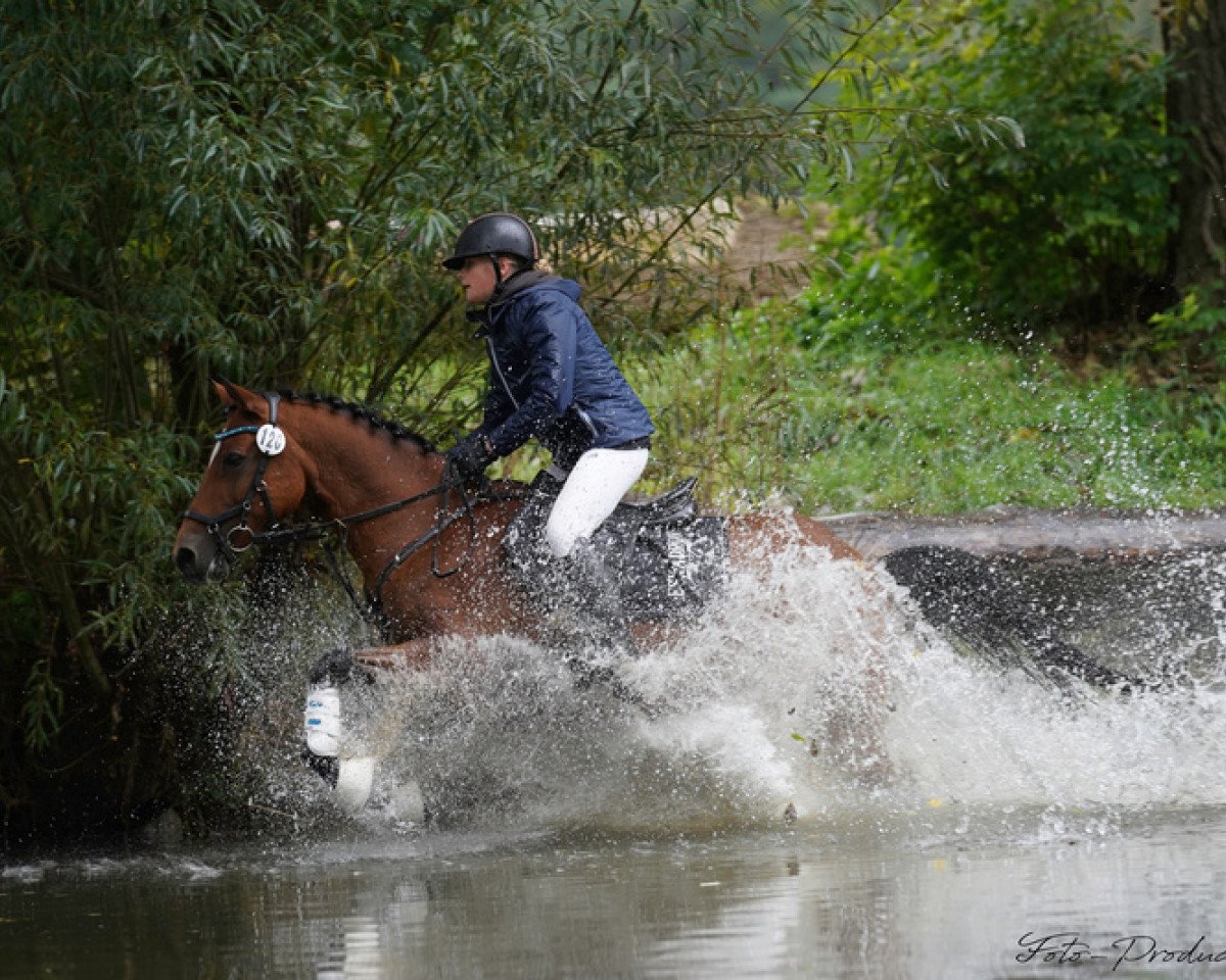 dressage horse Kir Saphir (German Riding Pony, 2008, from Frankenhoeh's Kir Royal)