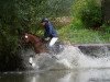 dressage horse Kir Saphir (German Riding Pony, 2008, from Frankenhoeh's Kir Royal)