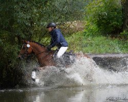 Dressurpferd Kir Saphir (Deutsches Reitpony, 2008, von Frankenhoeh's Kir Royal)