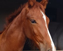 Pferd Lordana A (Deutsches Sportpferd, 2017, von Lordanos)