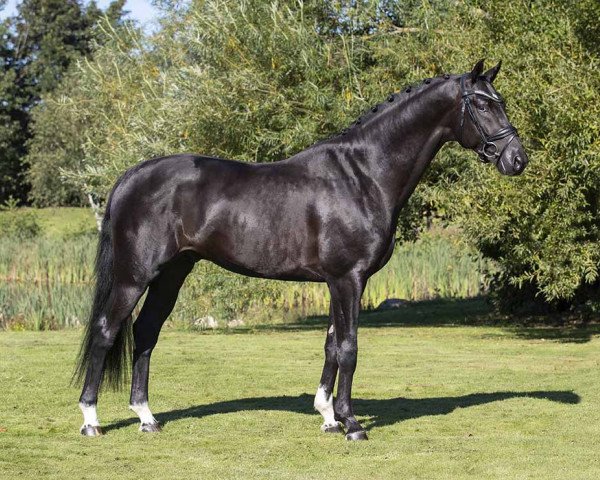 stallion Majestic Taonga (Dutch Warmblood, 2017, from Glock's Toto Jr.)