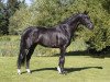 Deckhengst Majestic Taonga (KWPN (Niederländisches Warmblut), 2017, von Glock's Toto Jr.)