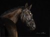 dressage horse Donausong (Trakehner, 2009, from Songline)