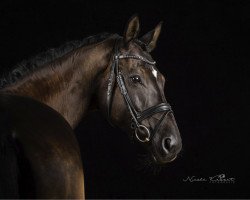 dressage horse Donausong (Trakehner, 2009, from Songline)