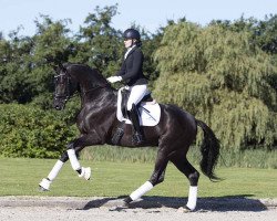 stallion Freetown (Hanoverian, 2017, from Fürst Wilhelm)