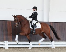 stallion Straight Horse Finest Hour (Danish Warmblood, 2018, from Franklin)