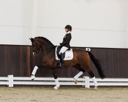 stallion Hesselhoej Down Town (Danish Warmblood, 2016, from Hesselhøj Donkey Boy)