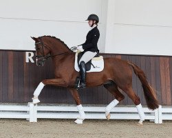 stallion Lordswood Bernstein SL (Oldenburg, 2018, from Bonds)