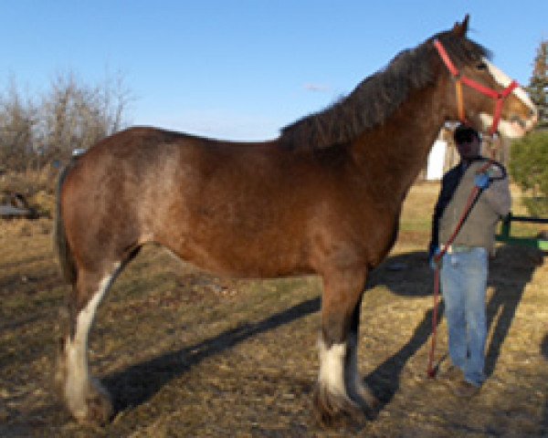 Zuchtstute Wildwood Lady Iris (Clydesdale, 2002, von Donegal Count Patrick)