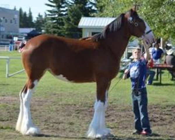 Zuchtstute Wildwood HM Krona (Clydesdale, 2014, von 2S Above's Highland Hallmark)