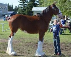 Zuchtstute Wildwood HM Krona (Clydesdale, 2014, von 2S Above's Highland Hallmark)