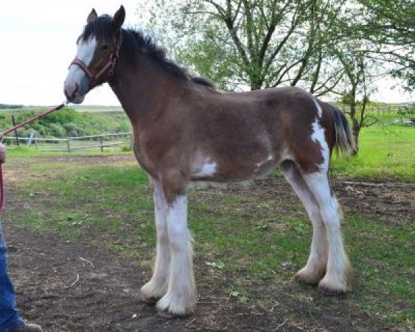 horse Wildwood HM Kate (Clydesdale, 2019, from 2S Above's Highland Hallmark)