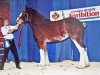 Zuchtstute Wildwood Shea Lynn (Clydesdale, 1998, von Greendykes Inspiration)