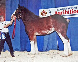 Zuchtstute Wildwood Shea Lynn (Clydesdale, 1998, von Greendykes Inspiration)