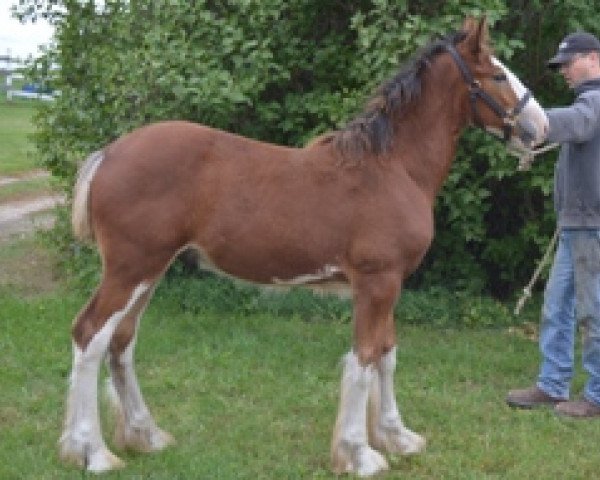 horse Wildwood HM Donaldson (Clydesdale, 2015, from 2S Above's Highland Hallmark)