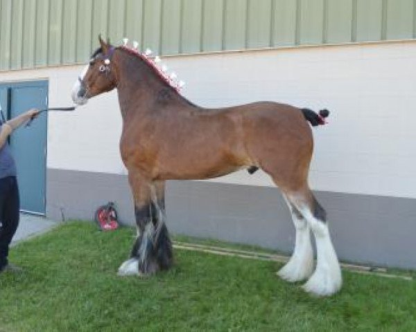 Pferd Wildwood HM Cannon (Clydesdale, 2014, von 2S Above's Highland Hallmark)