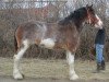 Zuchtstute Wildwood Cassie (Clydesdale, 2009, von Cal-Eden Magic Griffen)