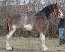 broodmare Wildwood Cassie (Clydesdale, 2009, from Cal-Eden Magic Griffen)