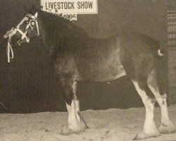 stallion Wild Rose Diamond (Clydesdale, 1990, from Bardrill Benefactor)