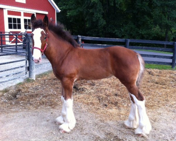 Pferd Wild Horse Creek Piper Grace (Clydesdale, 2013, von Plunton Calum Maelogan)