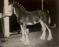 horse White Heather Top Gun (Clydesdale, 1993, from Westerdale Selector)