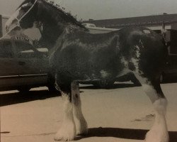 broodmare White Heather Ballet Dancer (Clydesdale, 1996, from Cedarlane Commander Mark Argyll)