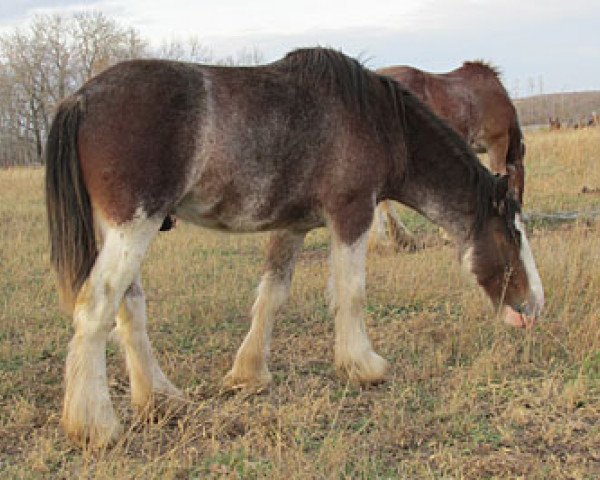 Pferd Whispering Hills Super Deluxe (Clydesdale, 2010, von Hatfield Deluxe)