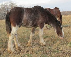 horse Whispering Hills Super Deluxe (Clydesdale, 2010, from Hatfield Deluxe)