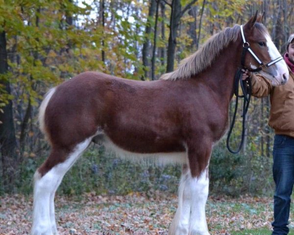 Pferd Whiskey Acres Prince Louie (Clydesdale, 2018, von Hatfield Winchester)