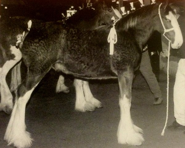 stallion Whiskey Acres Bonspiel (Clydesdale, 2001, from Doura Sensation)