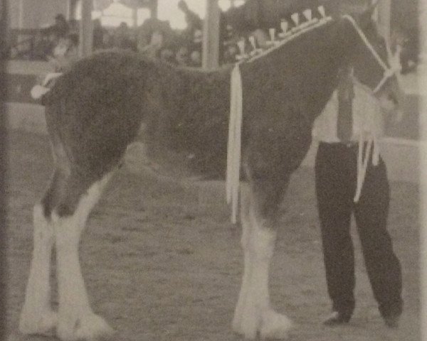 horse Westwood Royal Big Ben (Clydesdale, 2005, from Green Manor's Prince William)