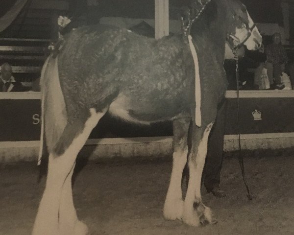 horse Westwood Colonel Scottie (Clydesdale, 1998, from Solomon's Colonel)